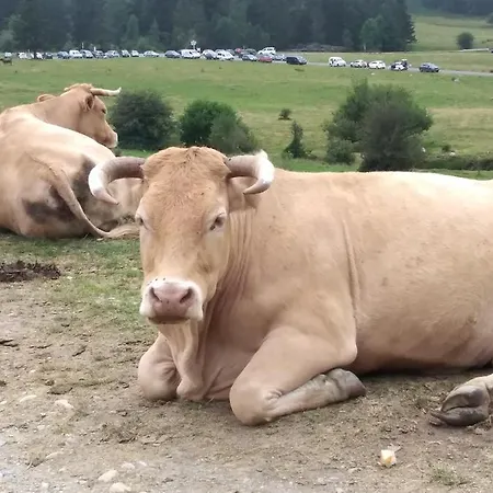 Prázdninový dům Cosy De Payolle *